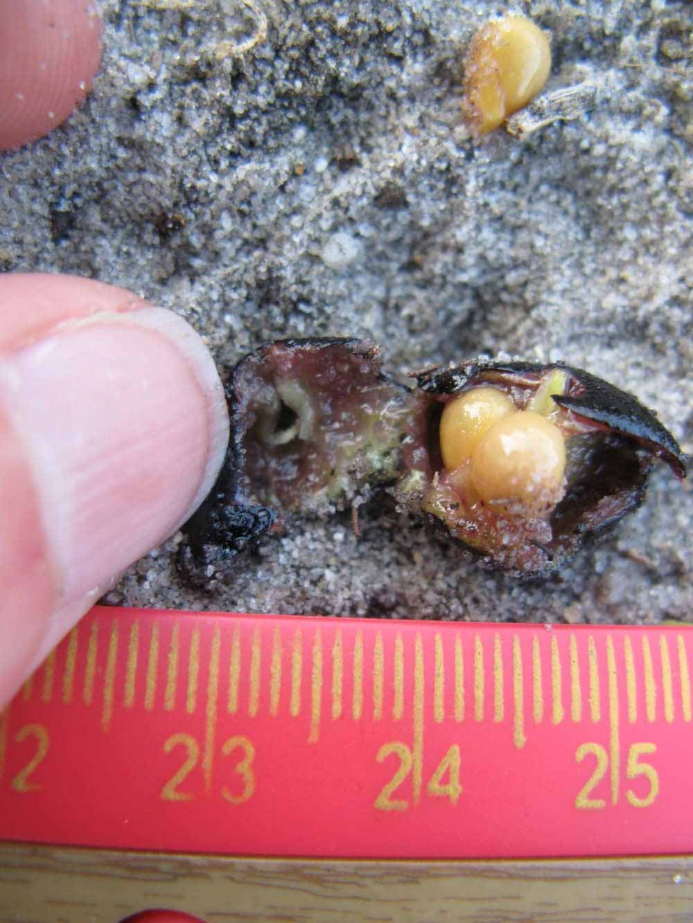              Fruit cross-section (Winter Haven, FL)       